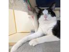 Adopt Lunar a Domestic Short Hair