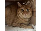 Adopt Jimmy a Domestic Short Hair