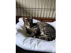 Adopt Alex a Domestic Short Hair