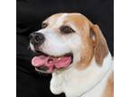 Adopt Maxis a Beagle, Boxer