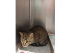 Adopt Biff a Domestic Short Hair