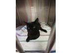Adopt Caleb Dressel a Domestic Short Hair