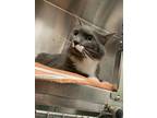 Adopt Sammy a Domestic Long Hair, Domestic Short Hair