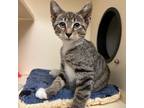 Adopt Winchester a Domestic Short Hair