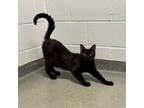 Adopt Zuriel a Domestic Short Hair