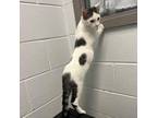 Adopt Wilder a Domestic Short Hair