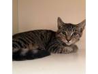 Adopt Matteo a Domestic Short Hair