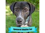 Adopt Warner a Pointer