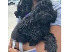Adopt Batman a Cavapoo
