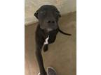 Adopt Doofy a Pit Bull Terrier, Labrador Retriever