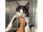 Adopt Yang a Domestic Short Hair