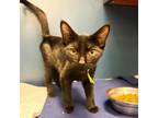 Adopt Romeo a Domestic Short Hair