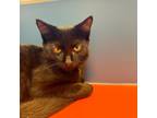 Adopt Royal a Domestic Short Hair
