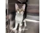 Adopt Peyton a Domestic Short Hair