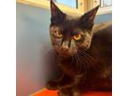 Adopt Ryland a Domestic Short Hair