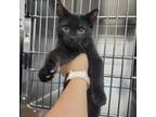Adopt Boaz a Domestic Short Hair