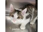 Adopt Paxton a Domestic Short Hair