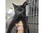 Adopt Bastian a Domestic Short Hair
