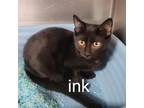 Adopt Ink a Domestic Long Hair