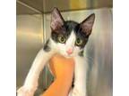 Adopt Yin a Domestic Short Hair