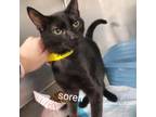 Adopt Soren a Domestic Short Hair
