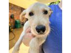 Adopt Wyatt a Retriever