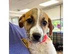 Adopt Kevin a Retriever, Labrador Retriever
