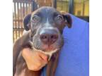 Adopt Theo a Labrador Retriever