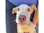 Adopt Teddy a Labrador Retriever