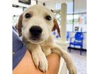Adopt Kameron a Retriever, Labrador Retriever