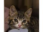 Adopt Forge a Domestic Short Hair