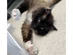 Adopt Steven The Lord Of Tuna a Siamese, Domestic Long Hair