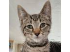 Adopt Brody a Domestic Short Hair