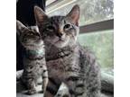 Adopt Bryan a Domestic Short Hair