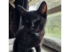 Adopt Bear a Domestic Short Hair