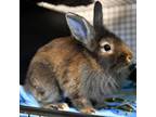 Adopt Chalupa Charlie a Lionhead