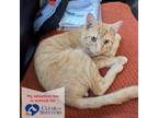 Adopt Turtle a Domestic Short Hair, Tabby
