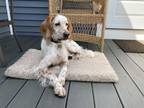 Adopt Available - Fredo a English Setter