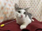 Adopt Dutton a Domestic Short Hair