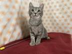 Adopt Chief a Domestic Short Hair
