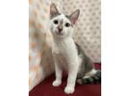 Adopt Jimmy a Domestic Short Hair