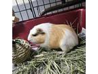 Adopt Mr. Spunky a Guinea Pig