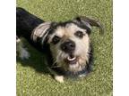 Adopt Scruff Pup a Wirehaired Terrier, Mixed Breed