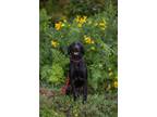 Adopt Brady (Local Dog) a Golden Retriever, German Shepherd Dog