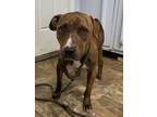 Adopt Campbell a Hound, Labrador Retriever