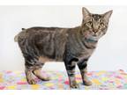 Adopt Ziv a Domestic Short Hair