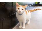 Adopt Grommet a Domestic Short Hair