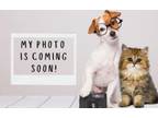 Adopt Hook a Domestic Short Hair