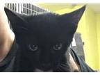 Adopt Twizzler a Domestic Short Hair