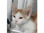 Adopt Robert a Domestic Short Hair